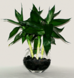 8 inch lotus bamboo.png